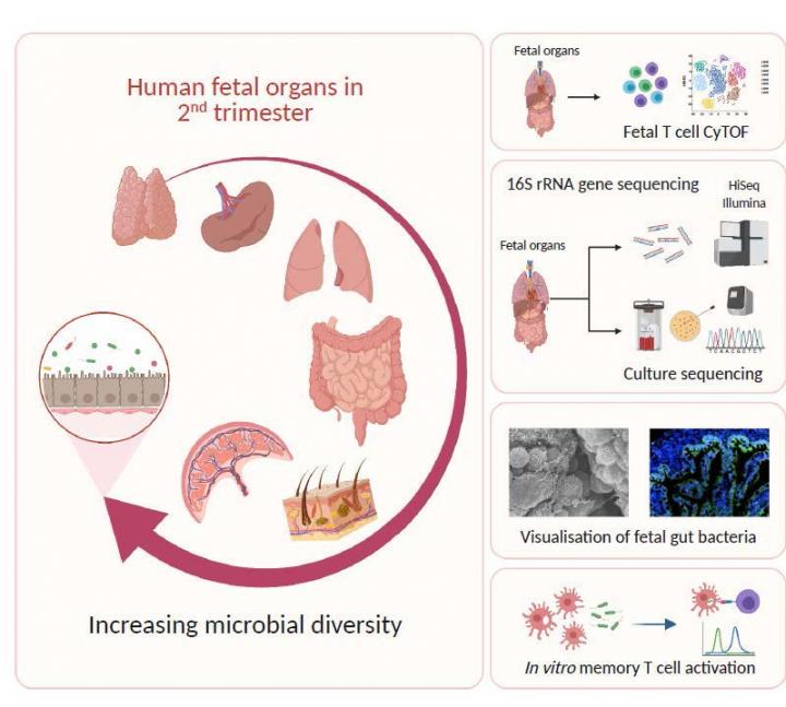 Early encounter of microbes and fetal immune system during second trimester of gestation