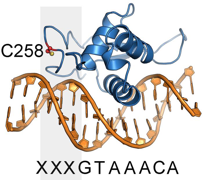 Scripps Research scientists discover chemical probes for previously “undruggable” cancer target