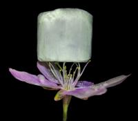 A Sample of the New Material Resting on a Flower