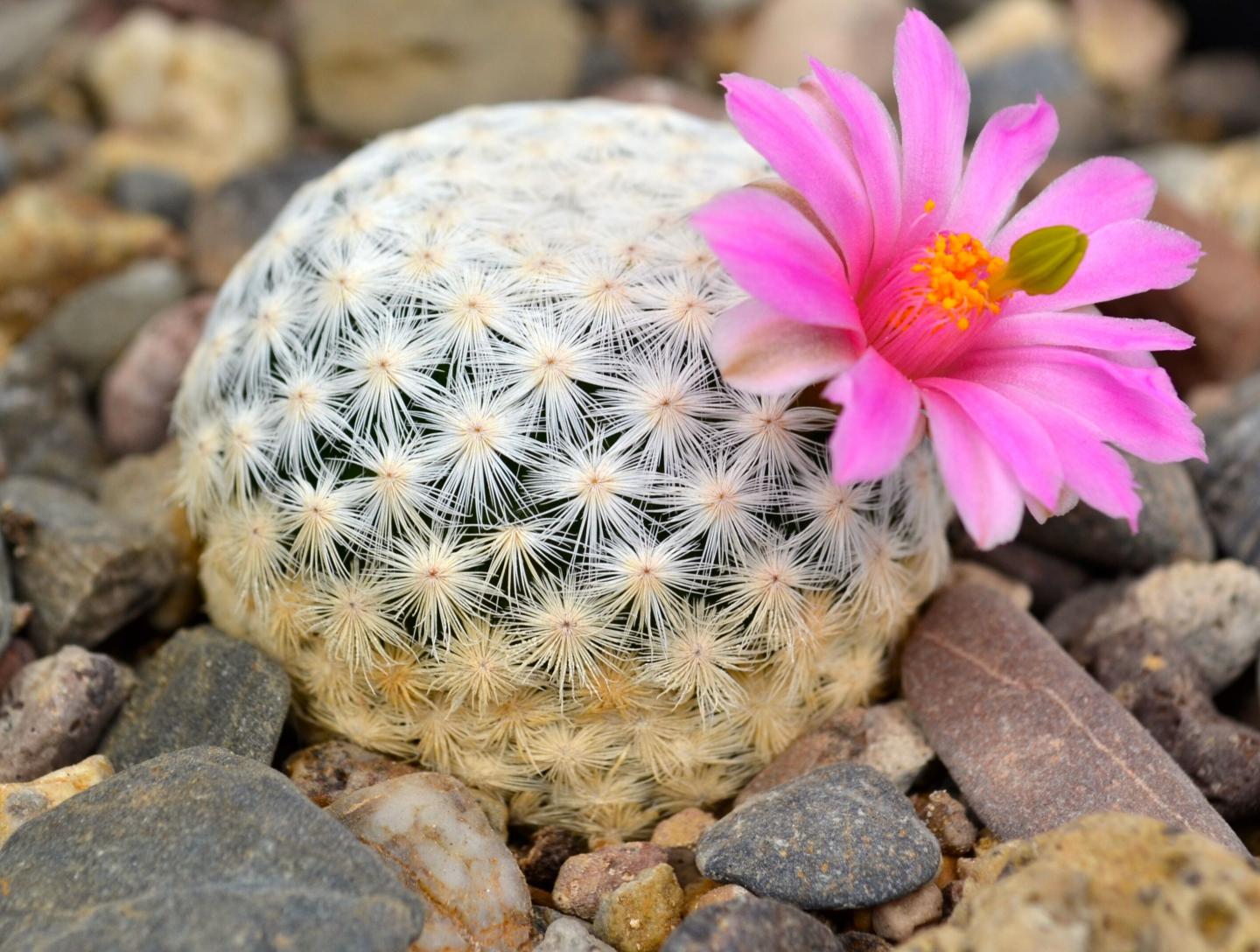 Cactus <em>Mammillaria herrerae</em>