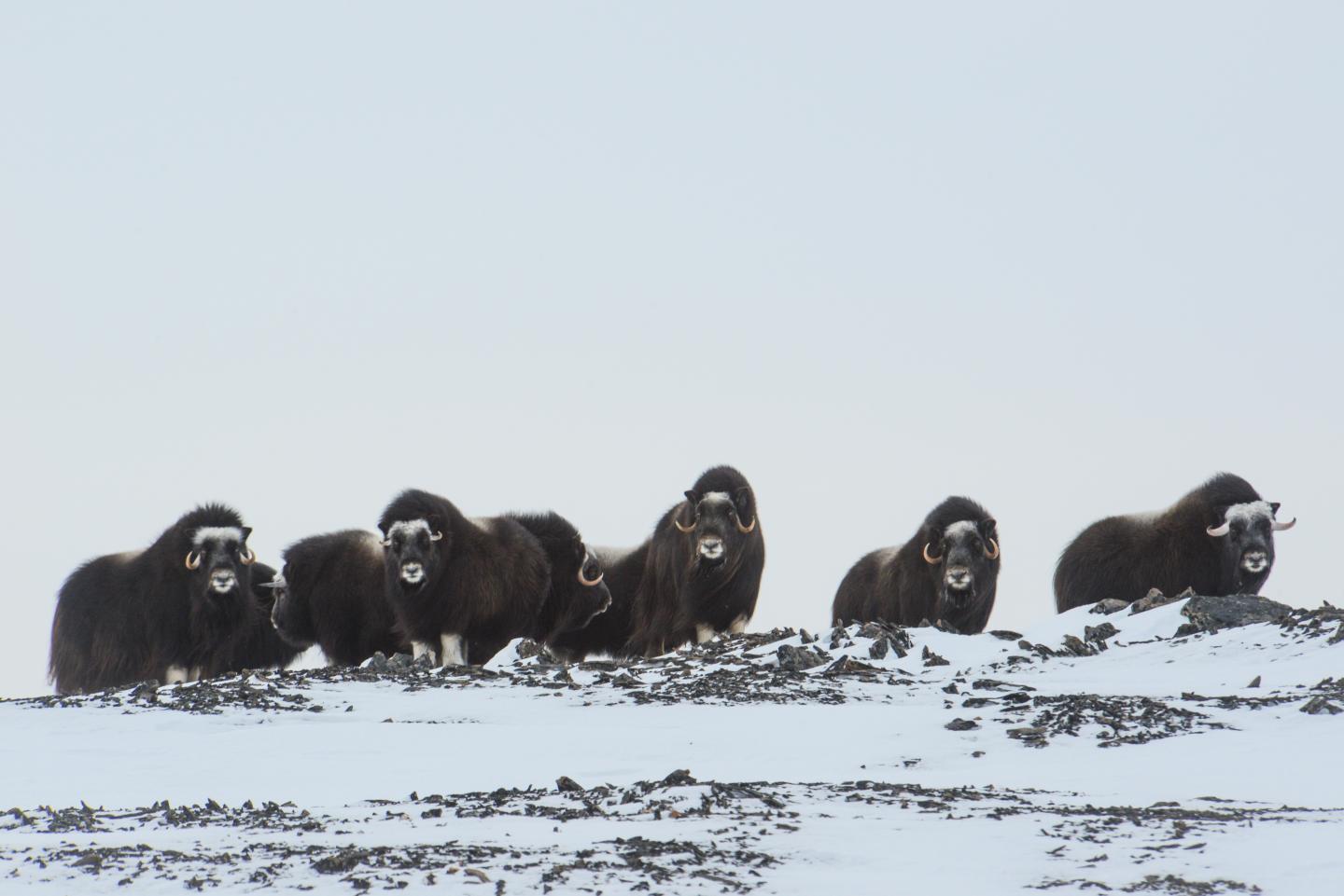 Muskoxen Wrangel Island