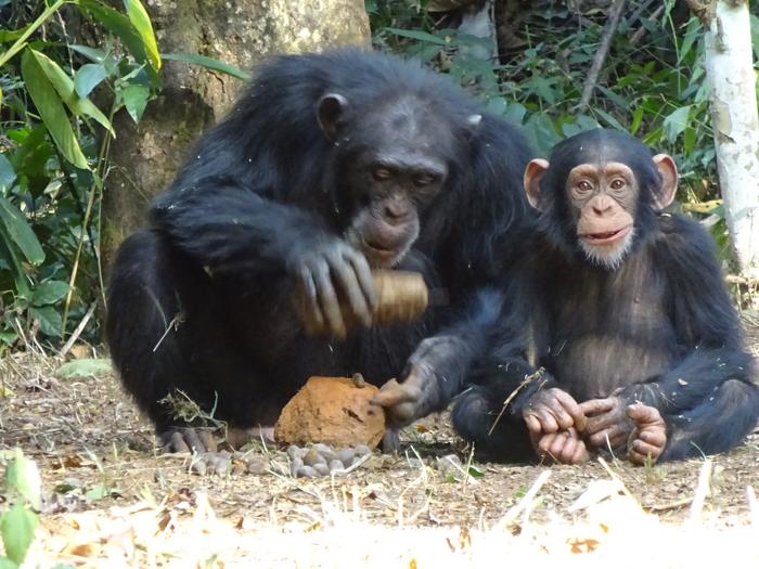 Adult female chimpanzee