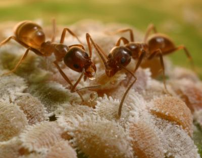 Argentine Ants (1 of 2)