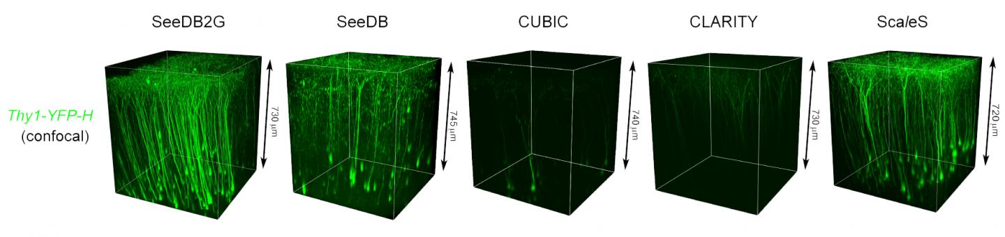 Fine Morphology and Fluorophores are Preserved in SeeDB2