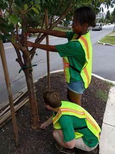 Civic scientists checking young street trees in Harrisburg, Pennsylvania as part of a monitoring project with the U.S. Forest Service and Pennsylvania Department of Conservation and Natural Resources.