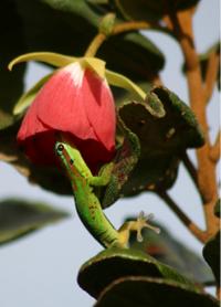 Gecko Visiting Flower for Nector
