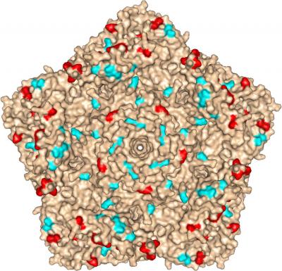 Location of Mutations in iVDPV Isolate 160198