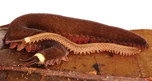 Adult female Tiputini velvet worm (Oroperipatus tiputini) with her offspring.