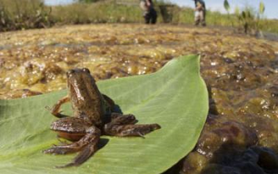 A Northern Red-Legged Frog wit [IMAGE] | EurekAlert! Science News Releases