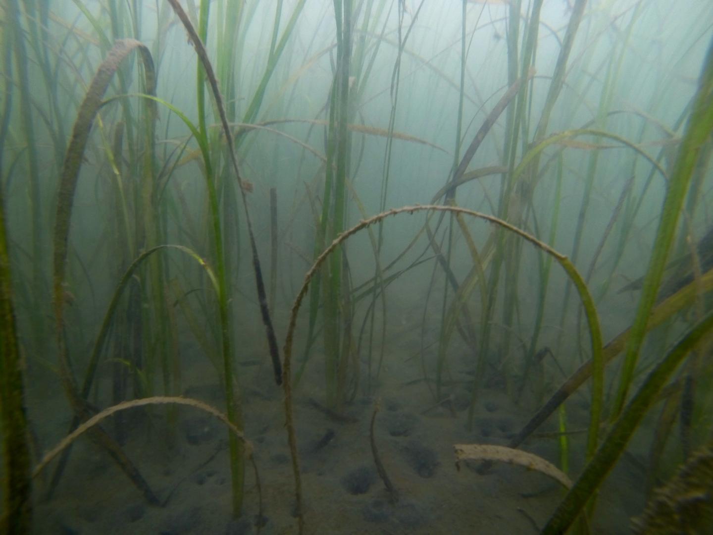 Seagrass in Puget Sound