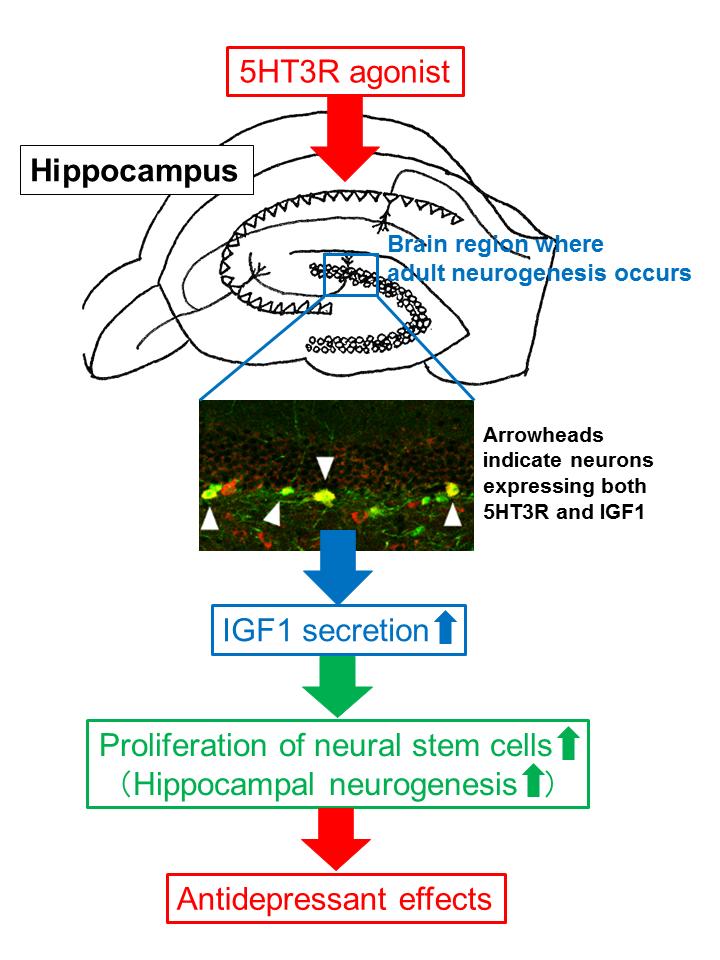 Figure 2 Type 3 Receptor (5HT3R)