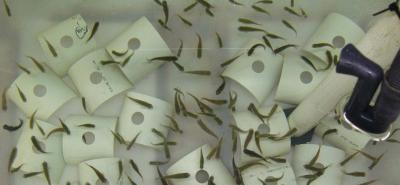 Fathead Minnows in a Holding Tank
