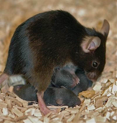Mouse Family