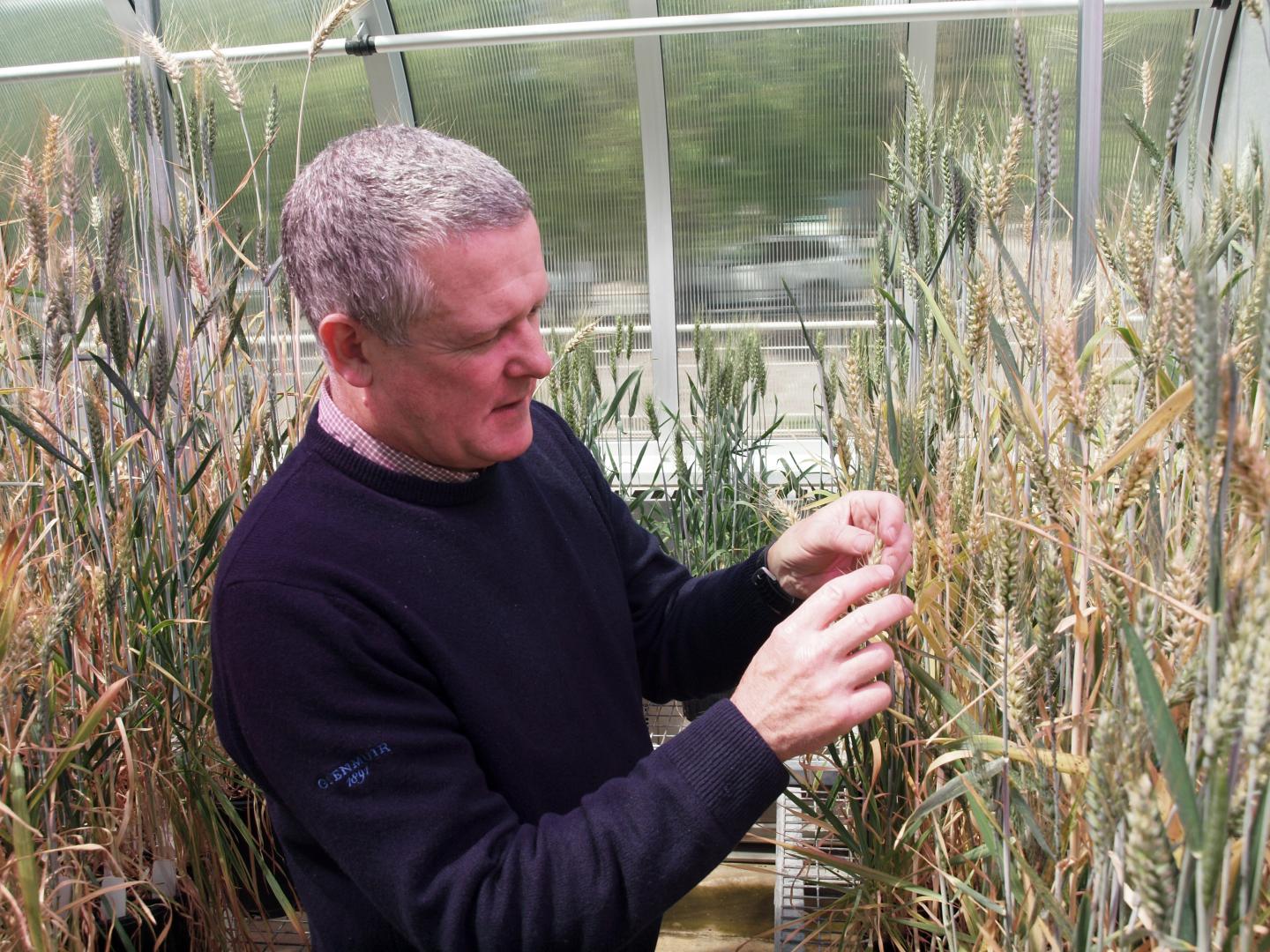 A major boost for higher-yielding wheat and barley varieties