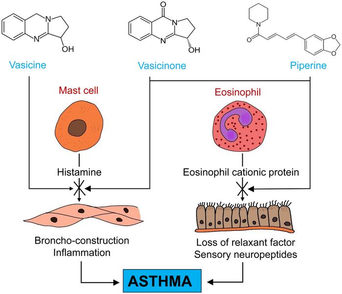 Schematic diagram of the possible mechanism of action of the Vasavaleha syrup