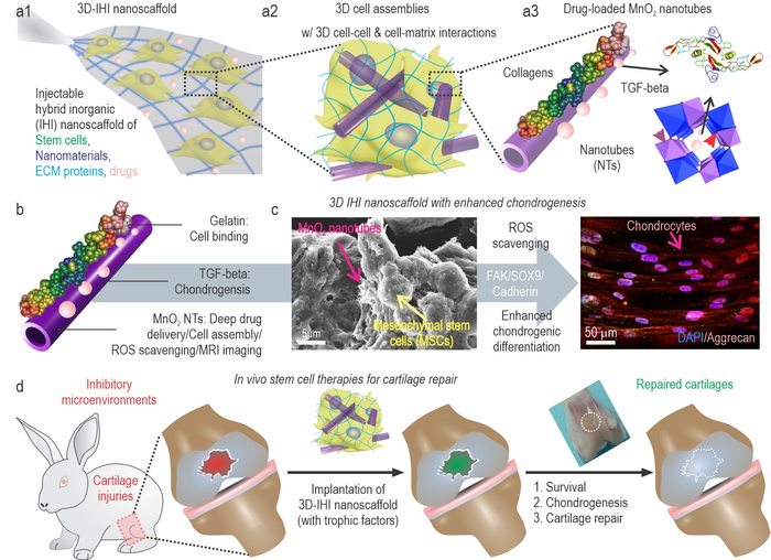 Enhanced treatment of cartilage injuries using IHI nanoscaffold-templated 3D stem cell assembly.