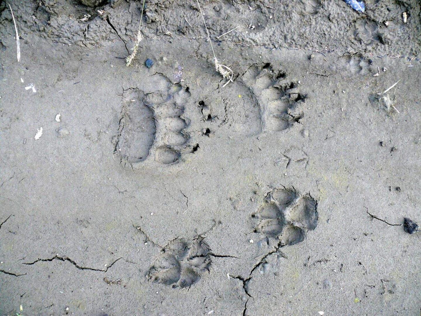paw tracks in white/grey background