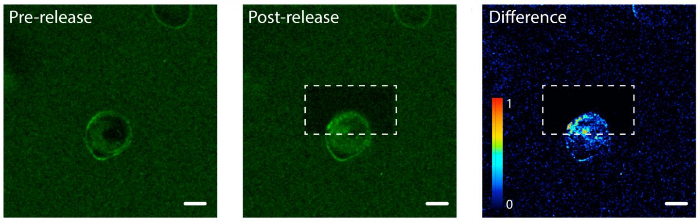 Photorelease on One Side of Cell