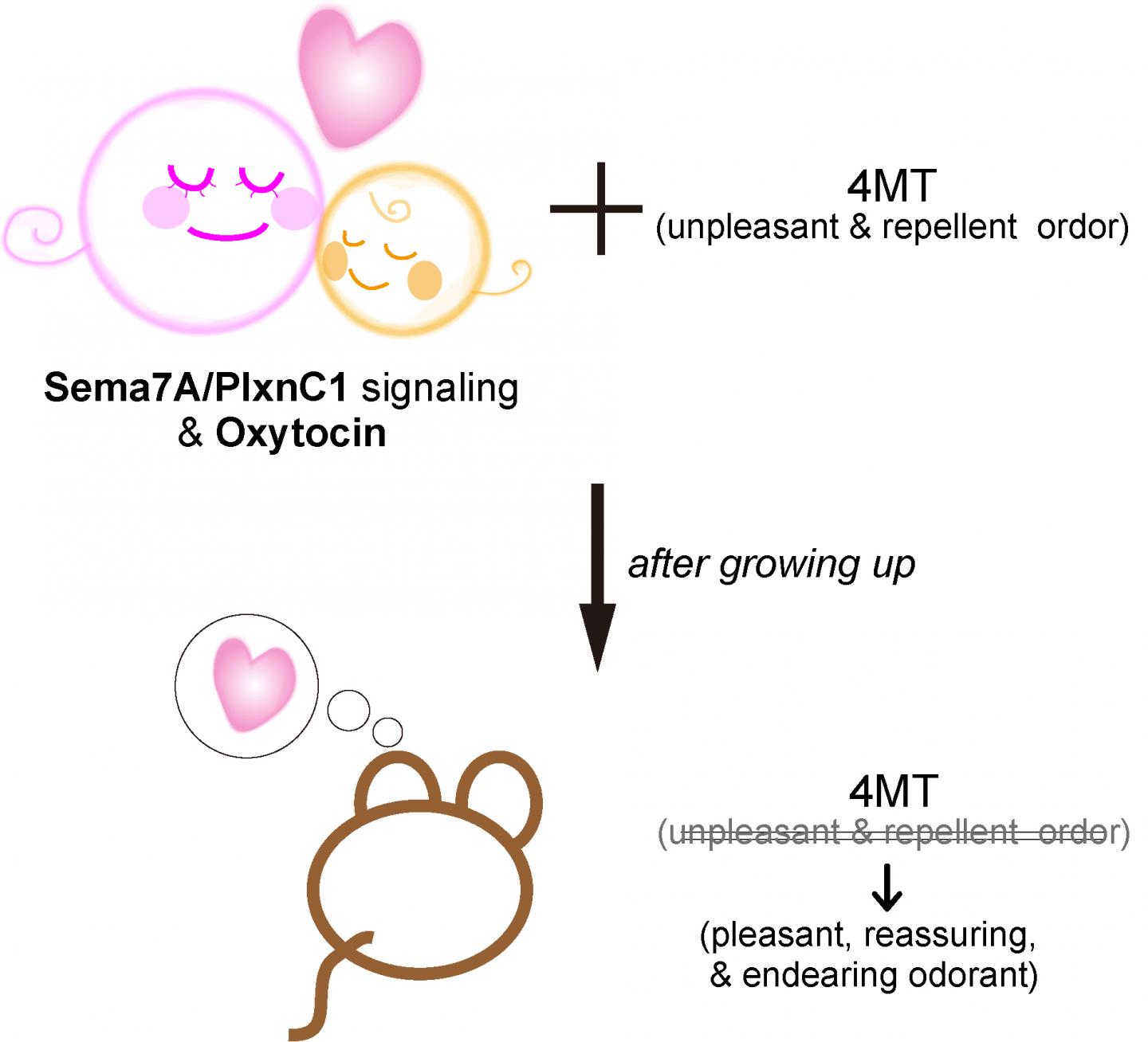 Smell You Later: Exposure to Smells in Early Infancy can Modulate Adult Behavior