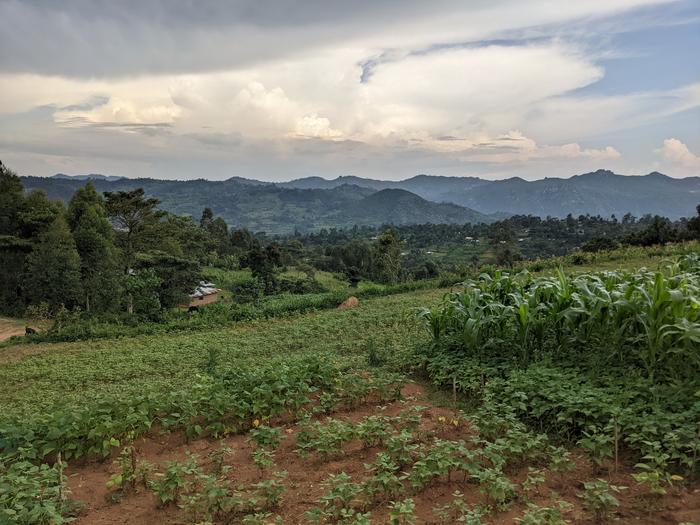 A farmer's field in western Kenya.