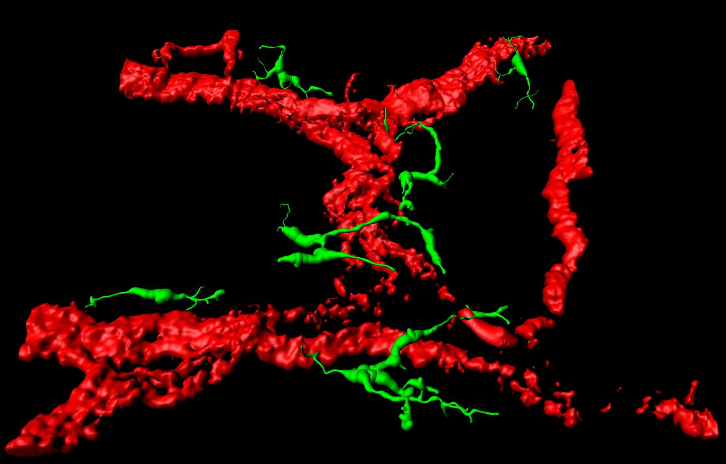 Long-Lived Macrophages and Enteric Nerve Cells