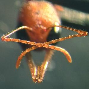 Head of Harpegnathos saltator