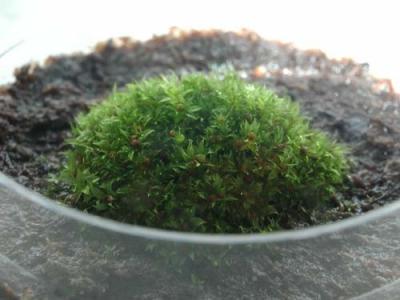 Moss is a Super Model for Feeding the Hungry (2 of 2)