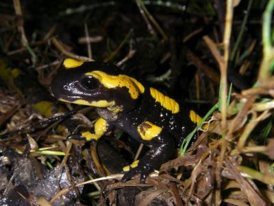 Indigenous Black and Yellow Fire Salamander