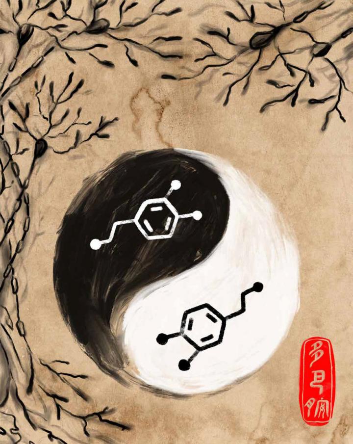 The Yin and Yang of Dopamine