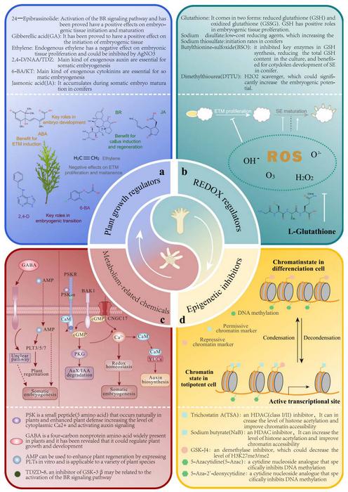 The main kinds of small molecules used in SE.