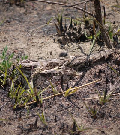 Camouflaged Night Jar
