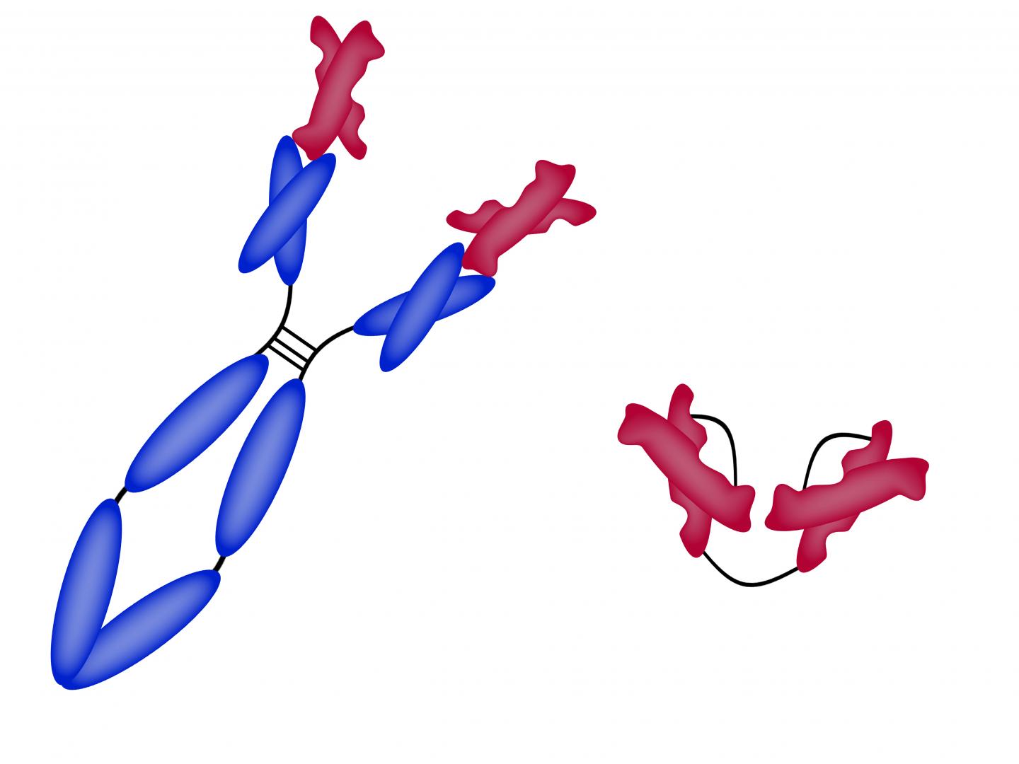 Antibody Image Eurekalert Science News Releases