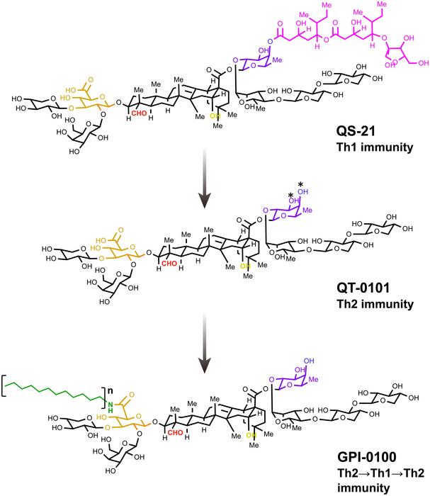 Structural changes of Q. saponins linked to their immunological properties