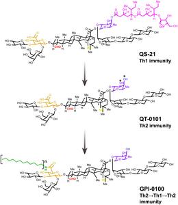 Structural changes of Q. saponins linked to their immunological properties