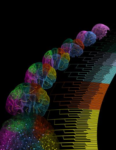 Watching the Zebrafish Cells Divide (1 of 17)