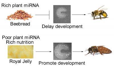 Working Model for Cross-Kingdom Transfer of Plant microRNAs in Regulation of Honeybee Development