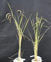 Male Infertile and Mitochondrial-Edited Fertile Rice