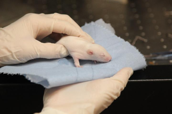 Hippocampus of Neonatal Rats Was under Study of Neurotransmitters