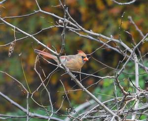 Northern cardinal.