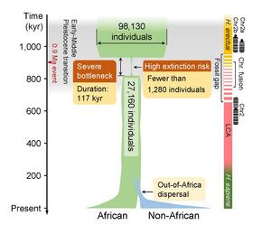 The ancient human population bottleneck and the Out-of-Africa dispersal.