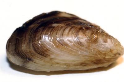 Mussel