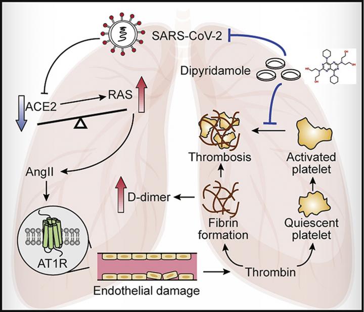 Dipyridamole Bound to the SARS-CoV-2 Protease Mpro