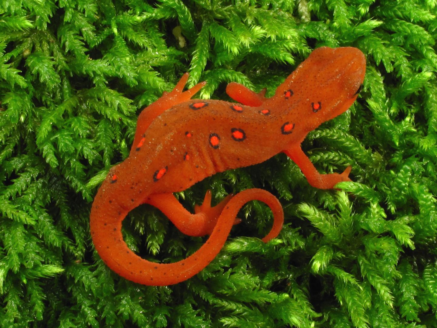 Eft Stage of a Red-Spotted Newt