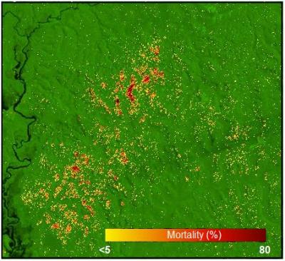 Amazon Mortality Map