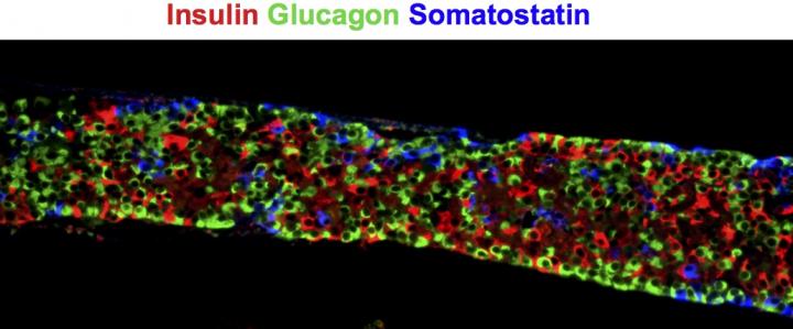 Pancreatic Endocrine Cells