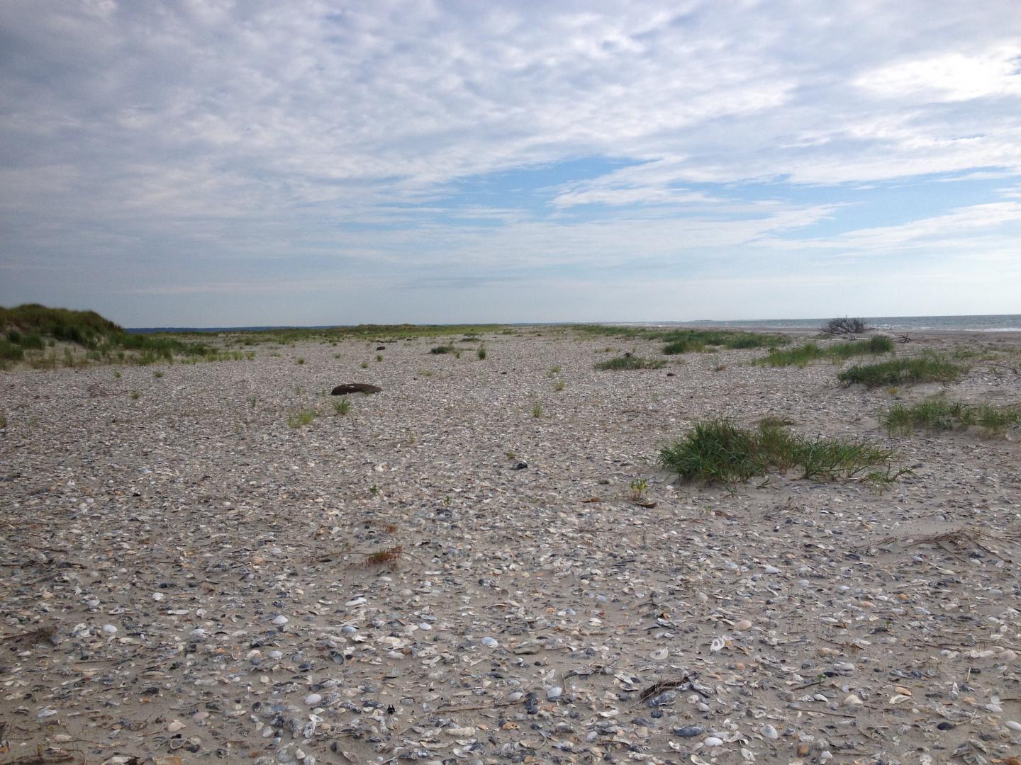 Piping Plover Habitat