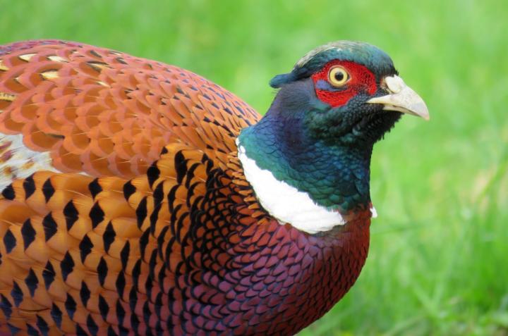 Pheasant