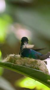 Caterpillar-like Baby Hummingbird