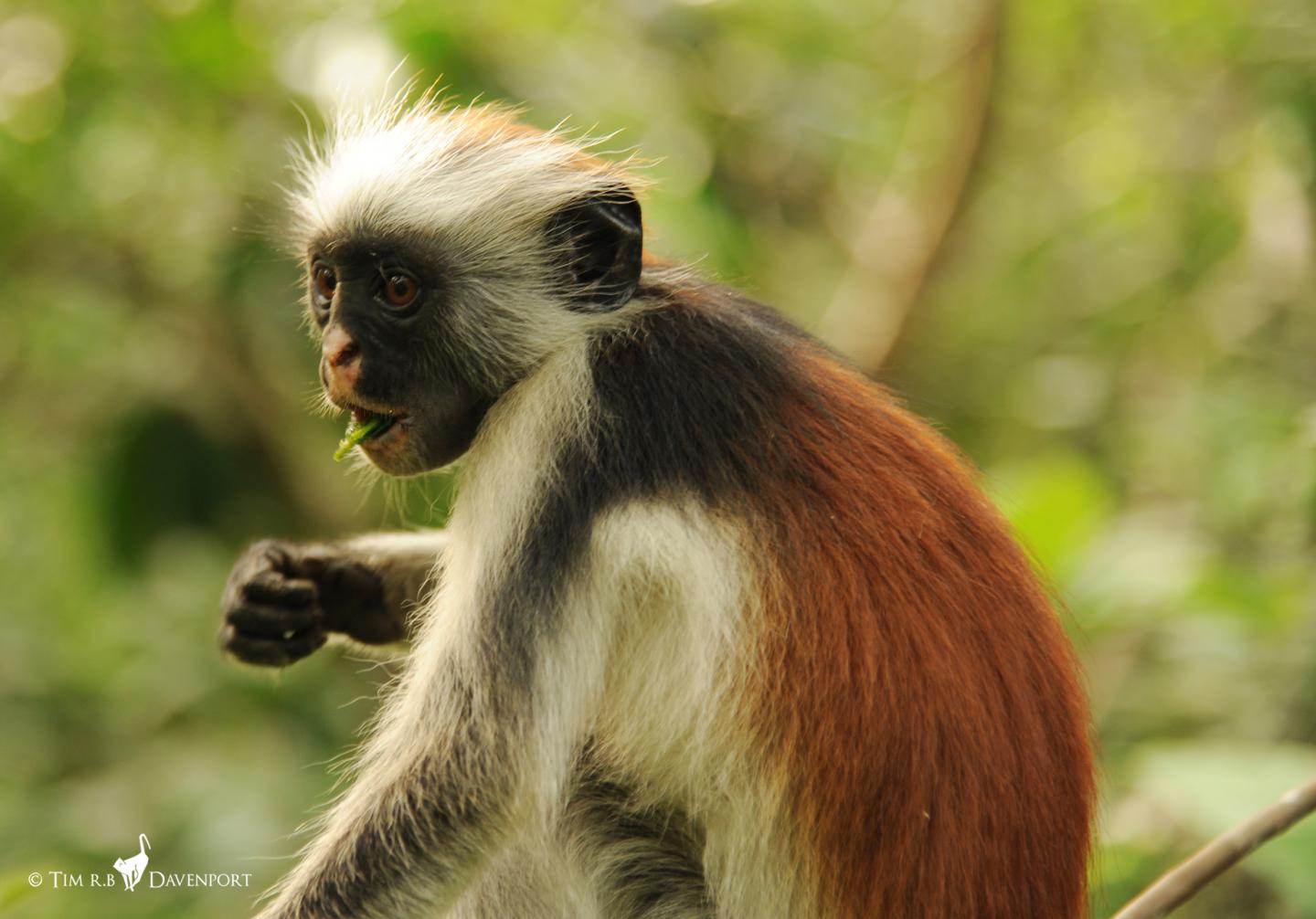 Zanzibar red colobus