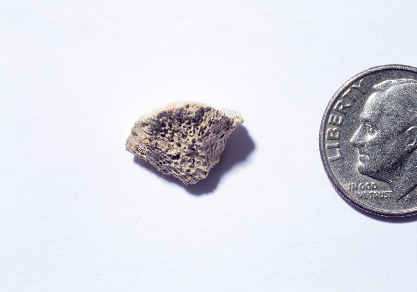 Ancient dog bone (shown with coin for interpreting size)